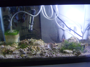 10Gallon My 10 Gallon Tank