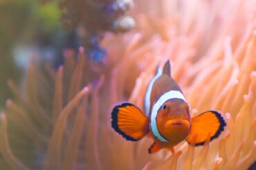 Clown Fish