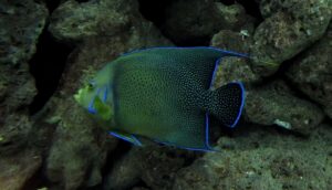 Angelfish, Public Domain