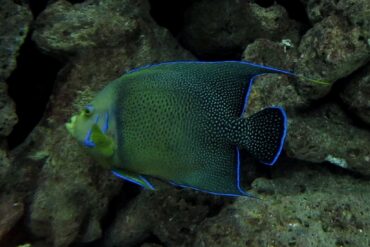Saltwater Angelfish