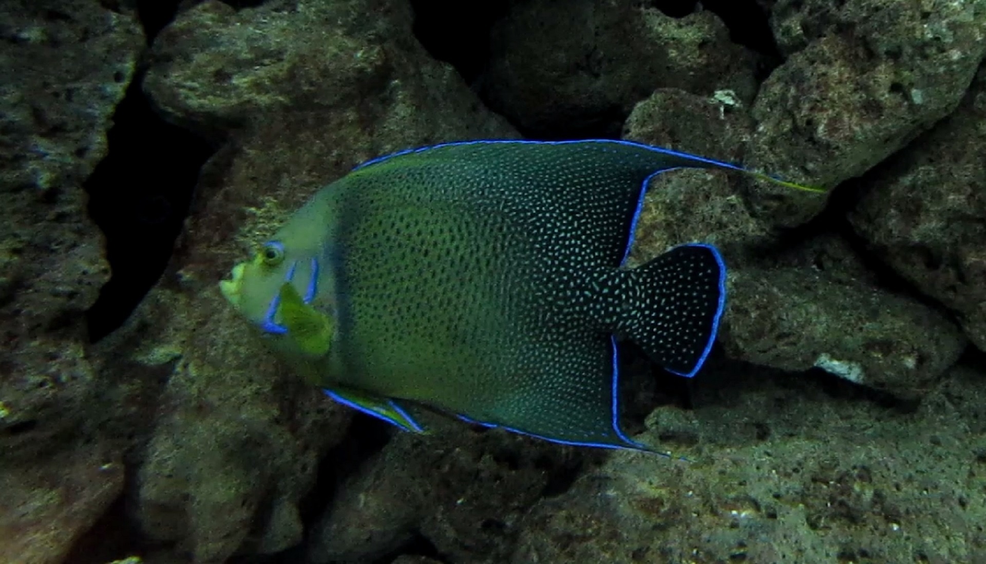 Saltwater Angelfish