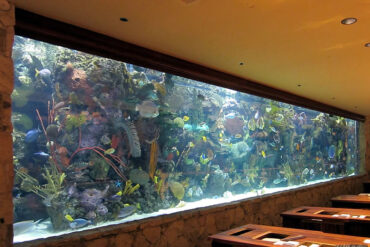 A 20,000-gallon tropical reef aquarium